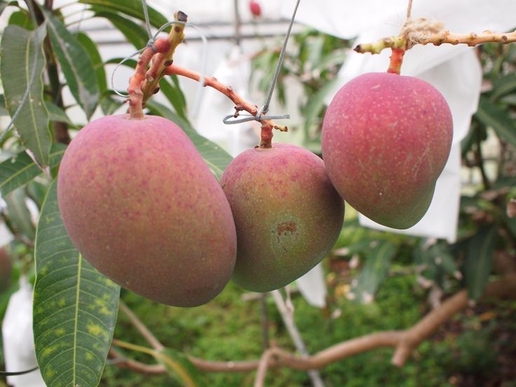 マッサージサービス